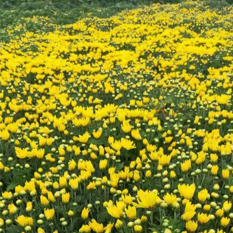 千头菊基地 价格合理 山东千头菊小苗