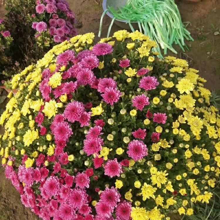 山东千头菊批发 庭院花卉 千头菊小苗