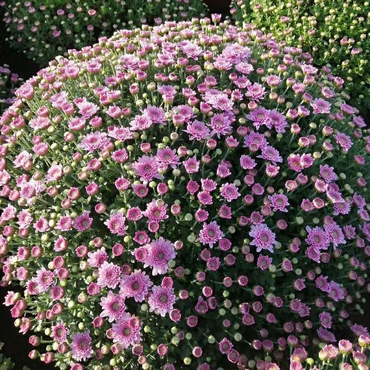 千头菊供应商 来鑫花卉苗木 山东千头菊