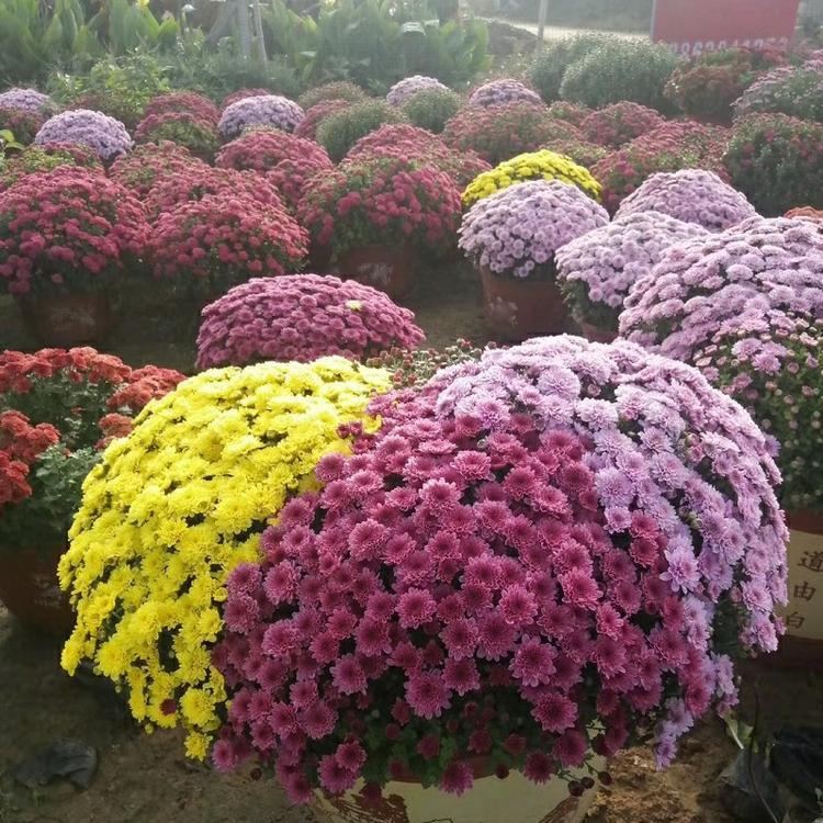 山东千头菊种植基地 园林景观装饰 千头菊盆花