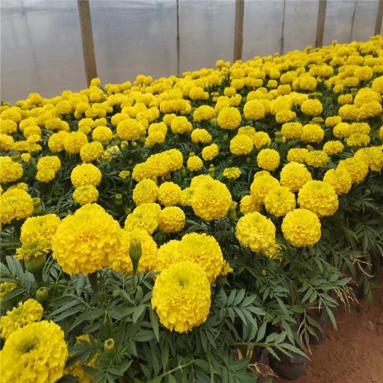 万寿菊销售 价格从优 山东万寿菊杯苗