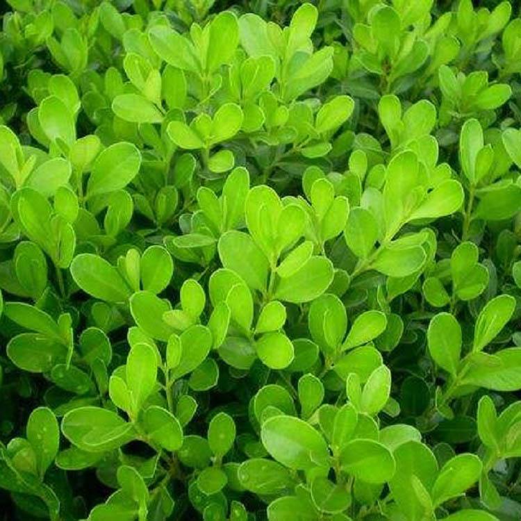 瓜子黄杨规格 瓜子黄杨种植基地 基地直销瓜子黄杨
