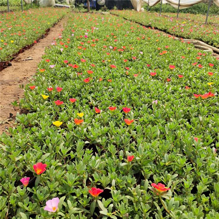太阳花价格 观赏太阳花 山东草花基地
