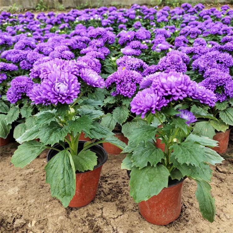 翠菊报价 庭院花卉 青州草花 翠菊种苗