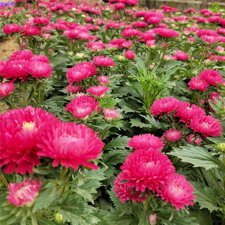 订购报价 双色盆翠菊 翠菊培育基地