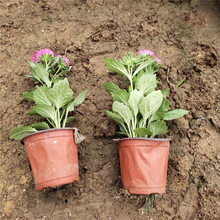 翠菊价格 订购报价 青州草花 翠菊种苗