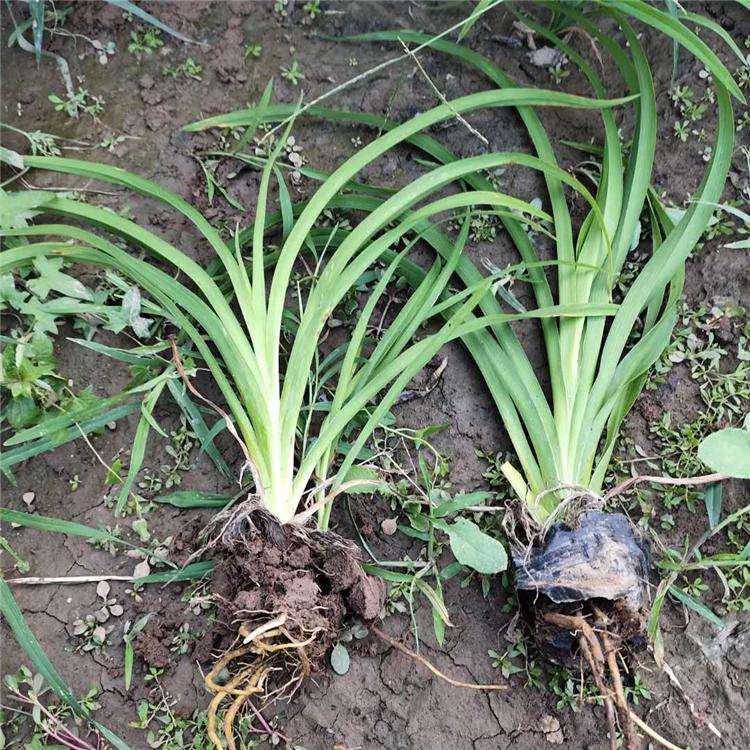基地直销 大花萱草种苗 大花萱草种植基地 青州草花