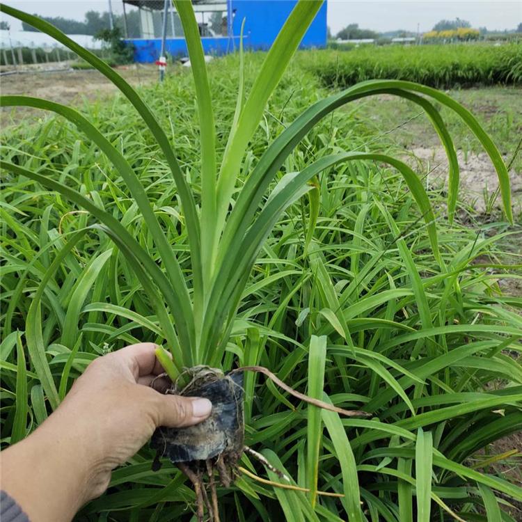 地被观赏草 大花萱草小苗 大花萱草价格 青州草花