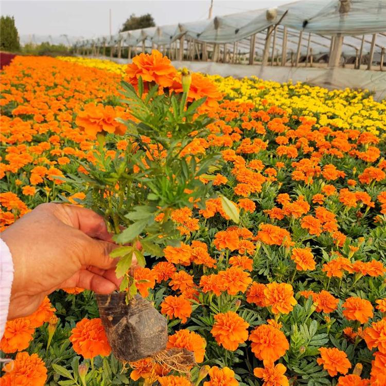 孔雀草基地 宿根草花孔雀草 草花批发
