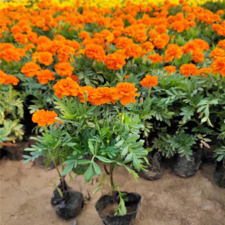孔雀草基地 宿根草花孔雀草 山东草花
