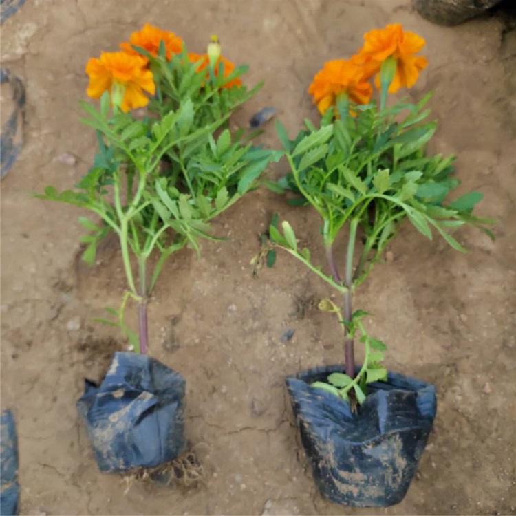 大量批发 孔雀草小杯苗 草花批发