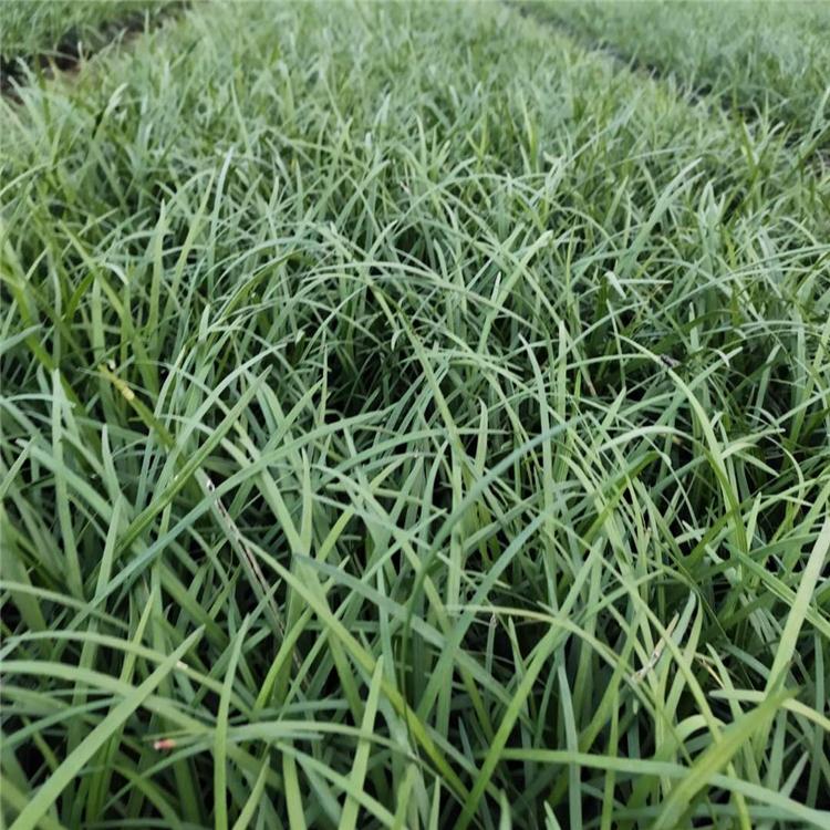 麦冬种植基地 青州金边阔叶麦冬 基地供应金边阔叶麦冬