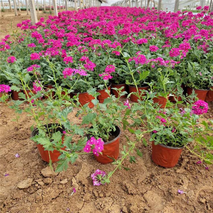 量大优惠 美女樱盆苗 青州美女樱种植基地