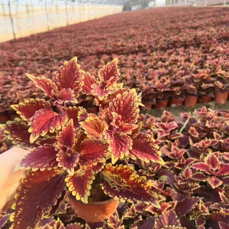欧润 彩叶草批发 彩叶草 常年出售