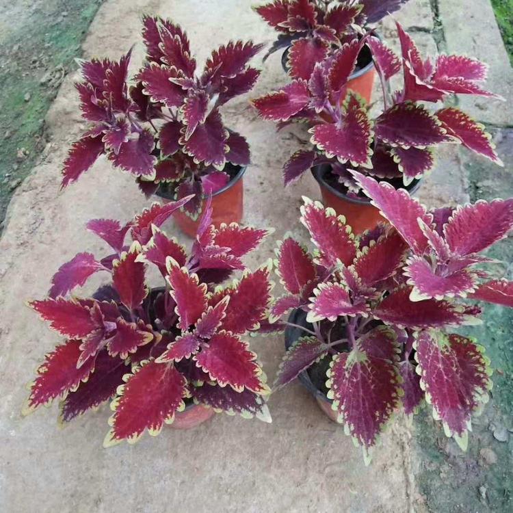 欧润 彩叶草 彩叶草价格 基地直供