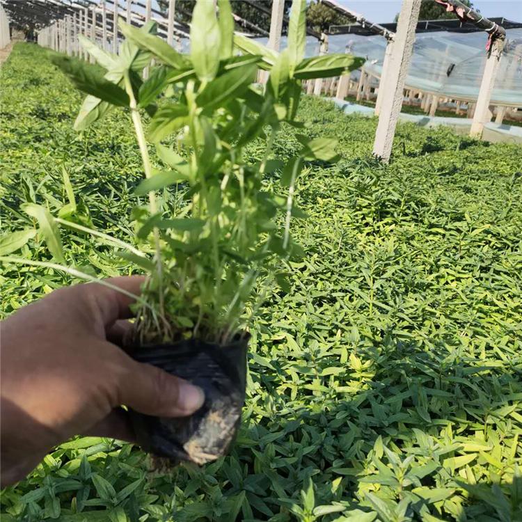 开春推荐 千屈菜基地批发 青州千屈菜种苗