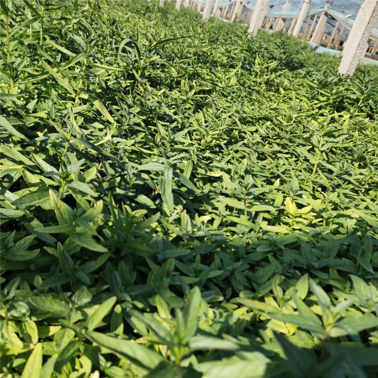 千屈菜报价 应季苗木 青州千屈菜种苗