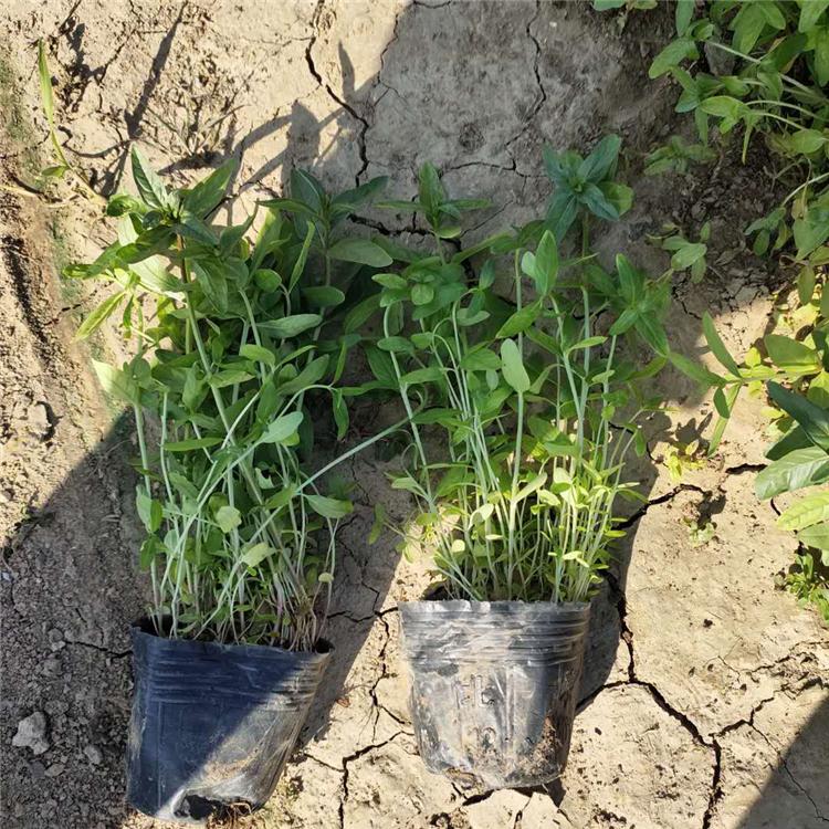 销售千屈菜 宿根草花基地 山东千屈菜