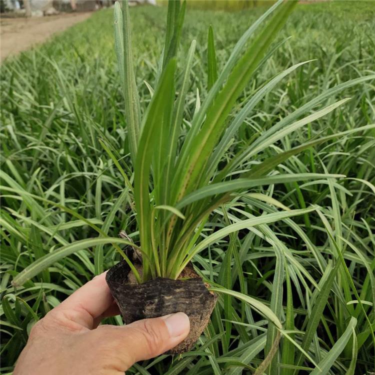 蛇鞭菊供应商 价格实惠 山东蛇鞭菊苗