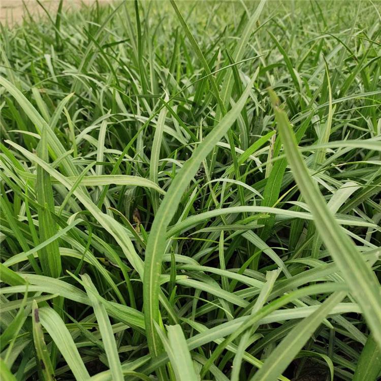 价格实惠 蛇鞭菊 蛇鞭菊批发