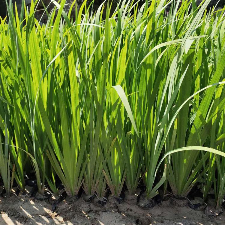 鸢尾种植基地 青州鸢尾苗 价格从优
