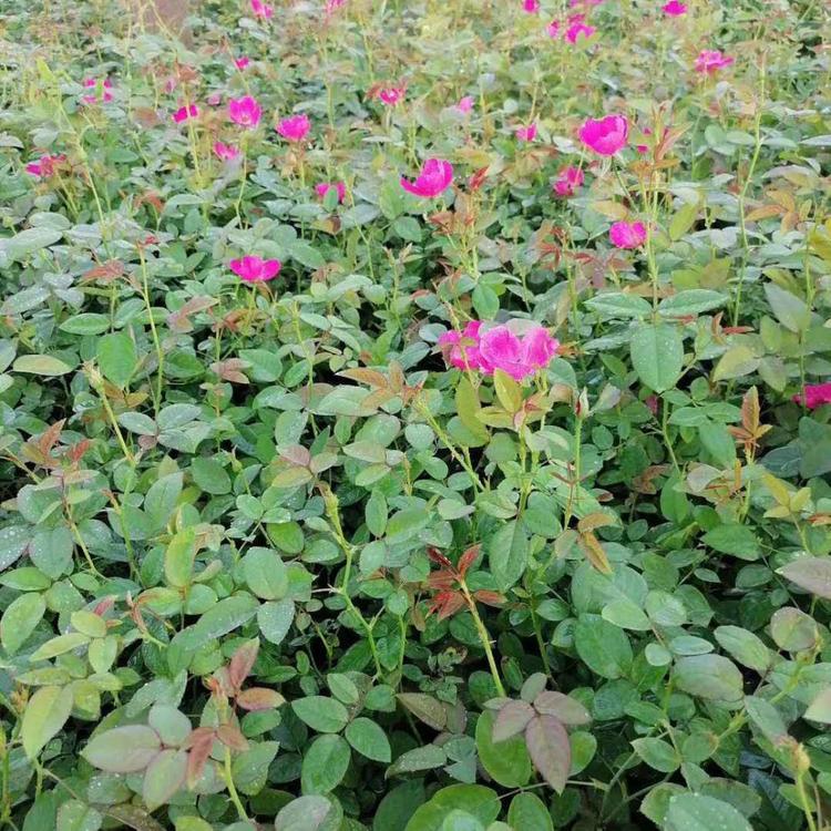 欧润  月季 月季基地 生长速度快