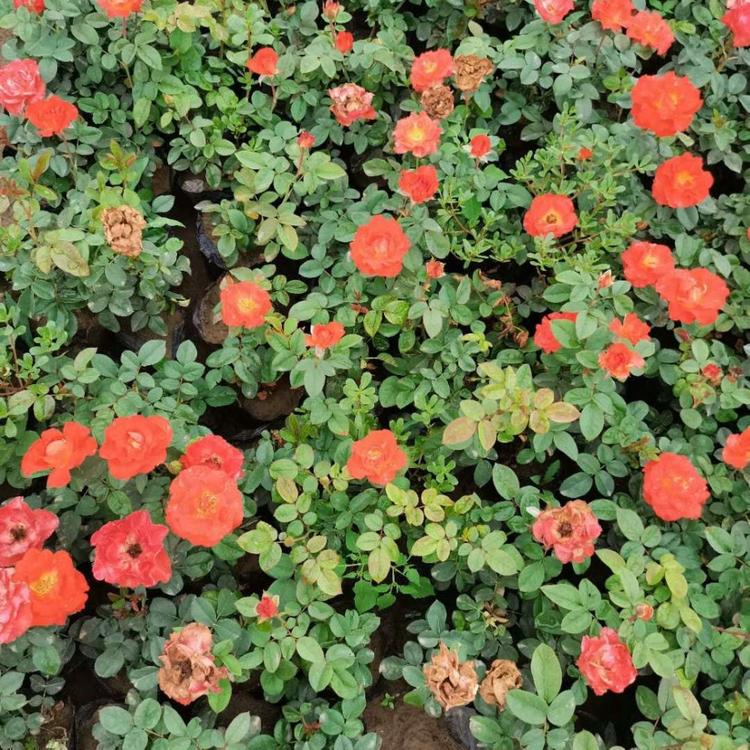 欧润  微型月季批发 月季花小苗批发 量大价优