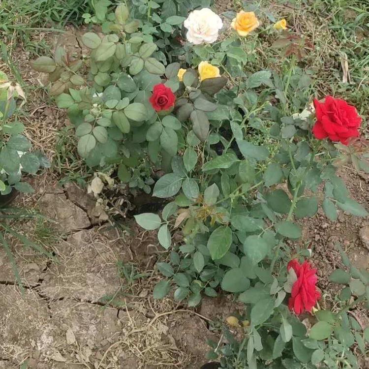 欧润  月季花买卖基地 种植月季花 园林绿植