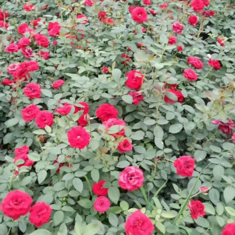 欧润  树桩月季花苗 基地直供月季花 成活率高