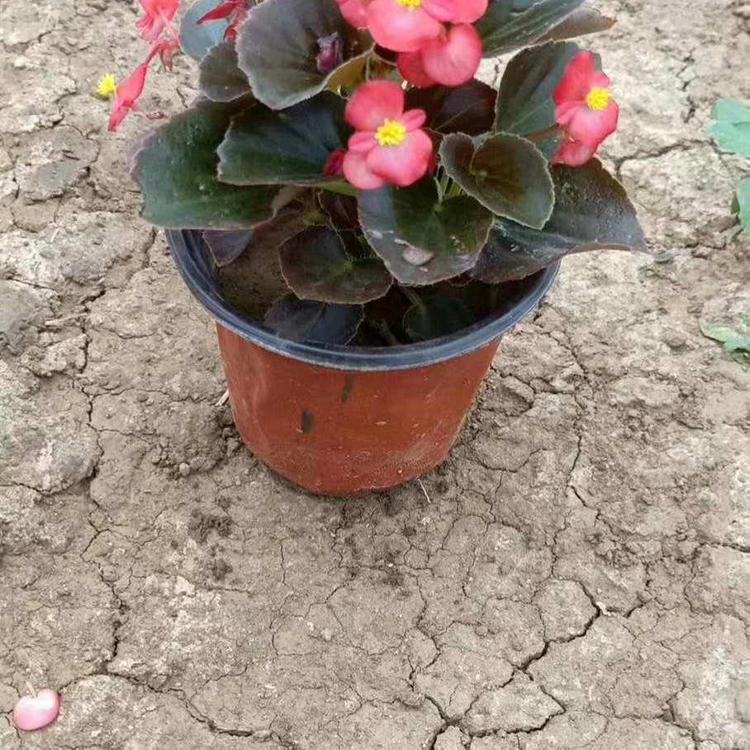 欧润 四季海棠苗 耐寒花卉四季海棠 生长速度快