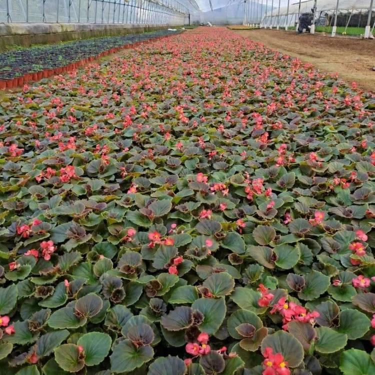 欧润 四季海棠种子 自产四季海棠 苗木种植基地