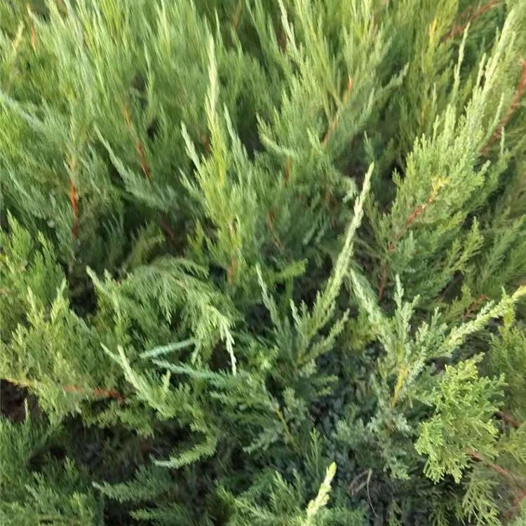 常绿苗木龙柏树  小龙柏工程苗批发  小龙柏工程苗价格
