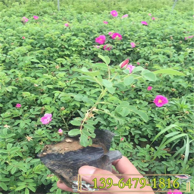 基地供应四季玫瑰 25打底四季玫瑰价格 四季玫瑰图片