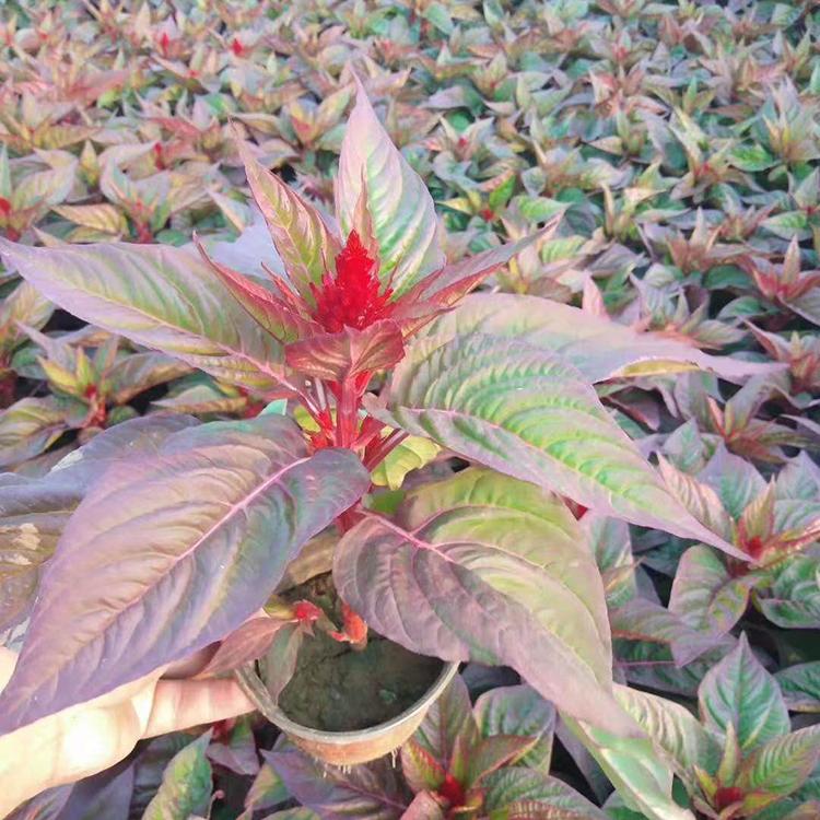 青州草花鸡冠花小苗行情  鸡冠花种植基地批发