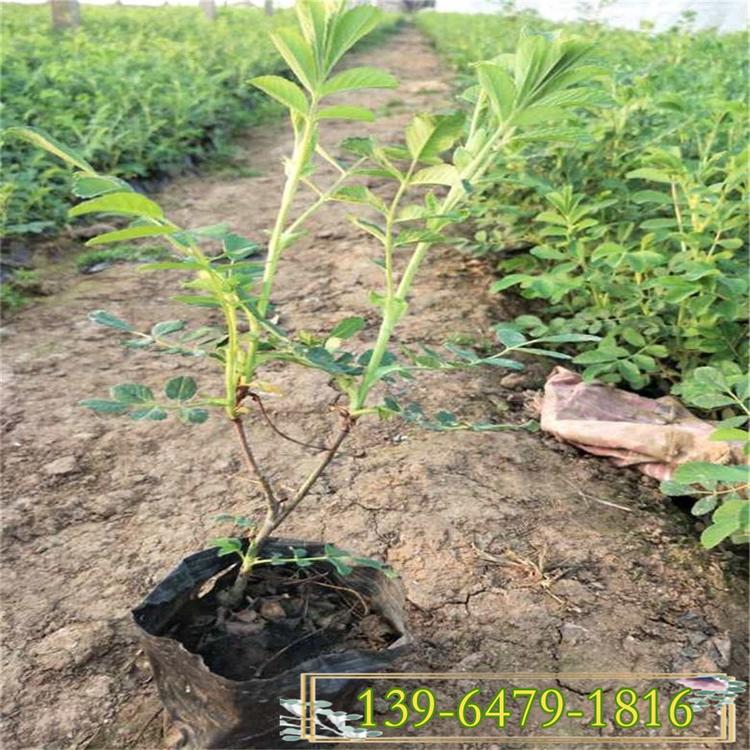 四季玫瑰盆栽 各种花色品种造型 四季玫瑰园林应用