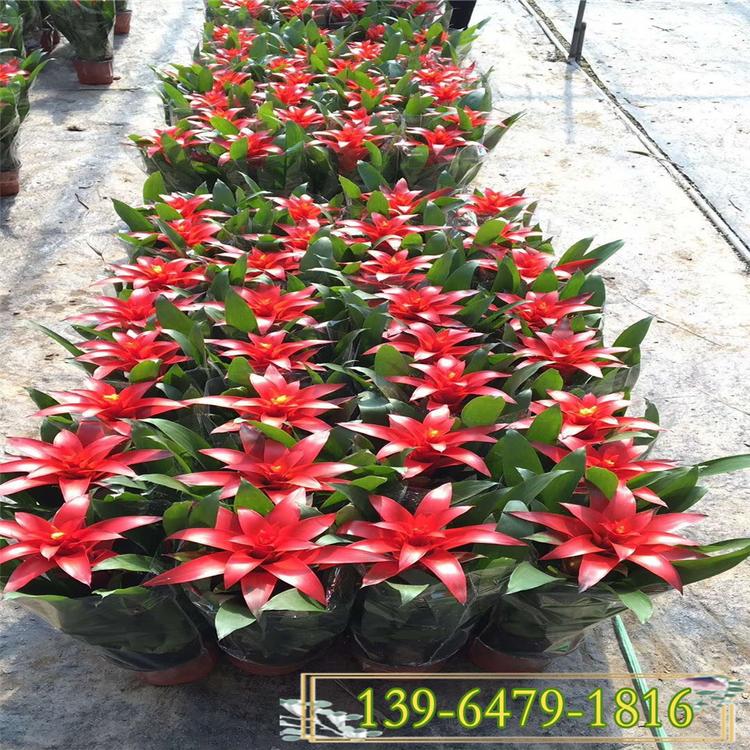室内盆栽红星凤梨 红星高照 红运当头盆栽 净化空气植物批发