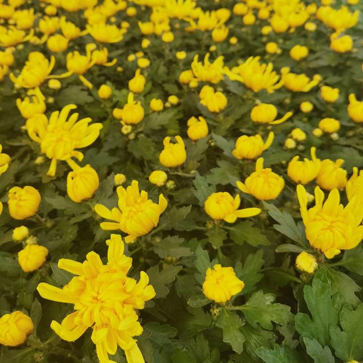 九月菊销售 自产自销 青州宿根草花 九月菊小苗