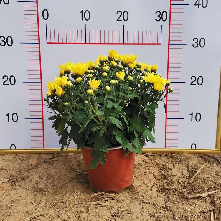 九月菊销售 自产自销 青州宿根草花 九月菊小苗