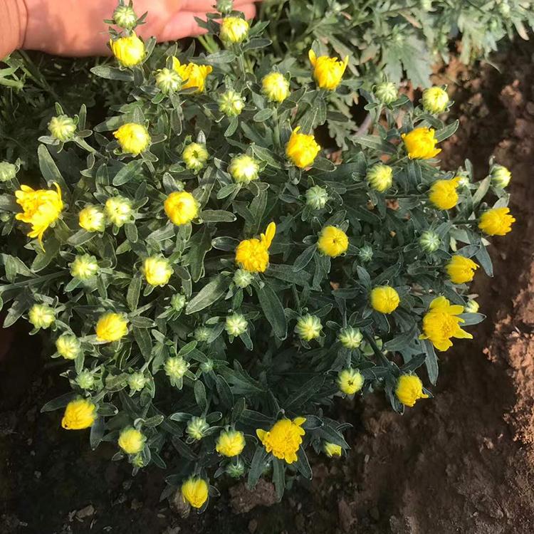 欢迎选购 盆栽千头菊 千头菊供货商