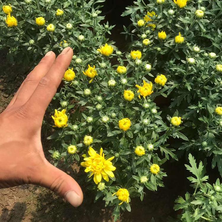 千头菊批发 山东盆栽千头菊 欢迎选购