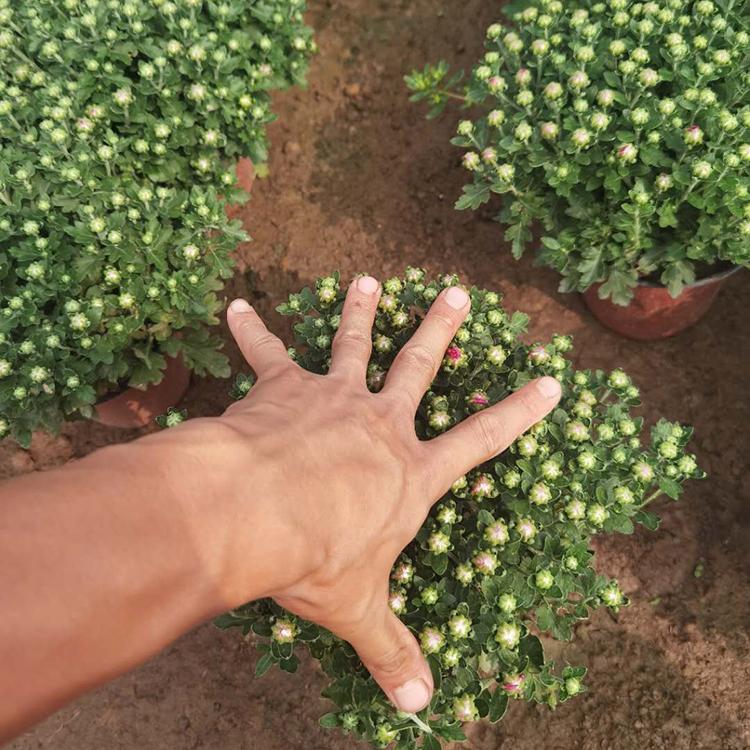 千头菊基地 青州千头菊盆苗 欢迎选购