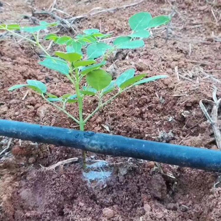 青州春雨供应滴灌带 迷宫滴灌带供应商 大量现货滴灌带