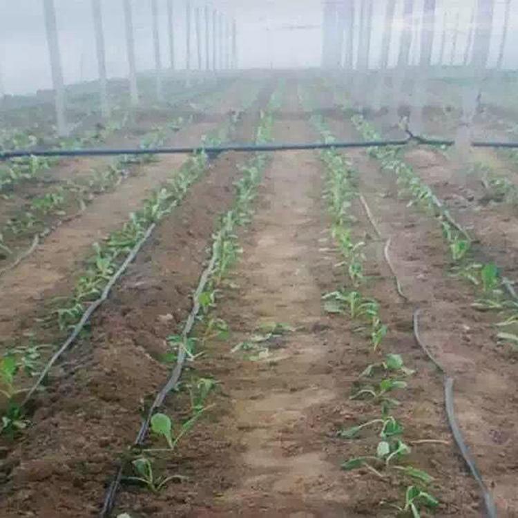 小麦灌溉用滴灌带 滴灌带厂家 滴灌带大量供应