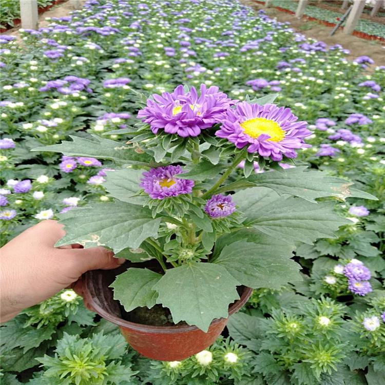 翠菊基地批发价格