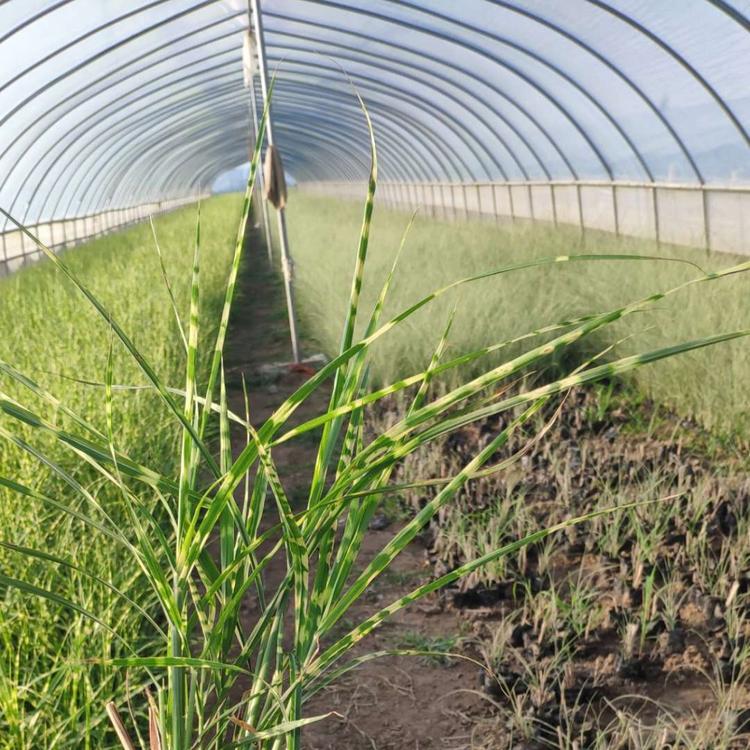 观赏草班叶芒山东青州观赏草基地观赏草价格