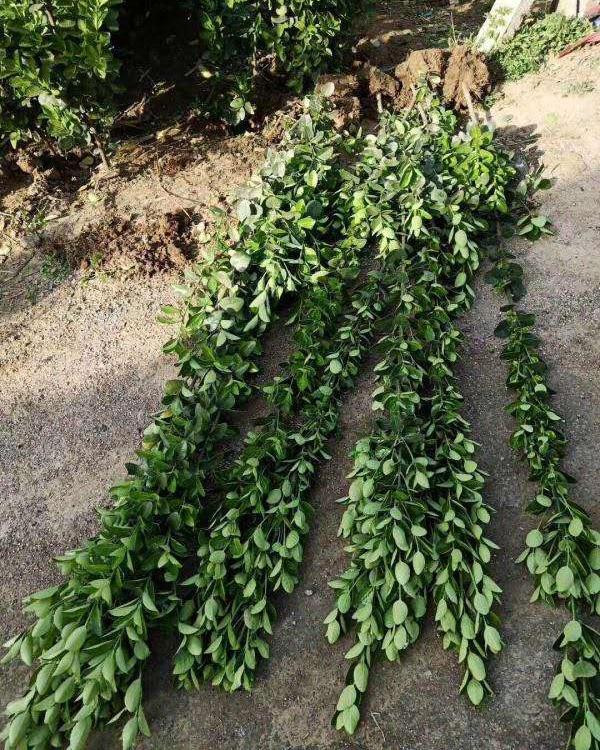 北海道黄杨绿篱山东青州基地庭院篱笆青州花卉批发