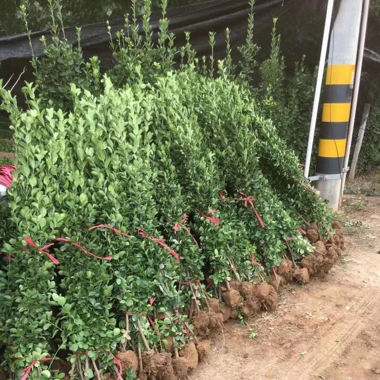 北海道黄杨山东青州庭院篱笆青州花卉批发