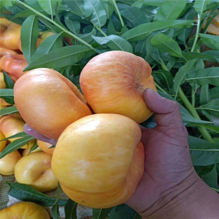 秋彤桃树苗每日报价油蟠6-6桃树苗无中间商销售