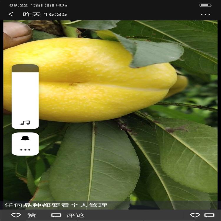 玉妃桃树苗价格 中油16号桃树苗  映霜红桃树苗销售信息