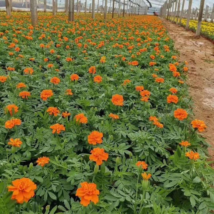 十一草花孔雀草  孔雀草价格  量大优惠